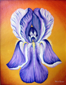 Raw_sunset_iris-thumbnail